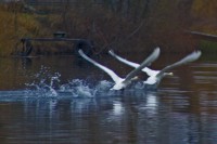 /album/termeszetfotok/kotelek-1-jpg/